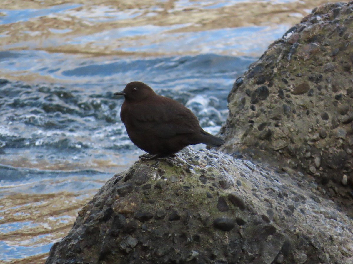 河烏 - ML646666513