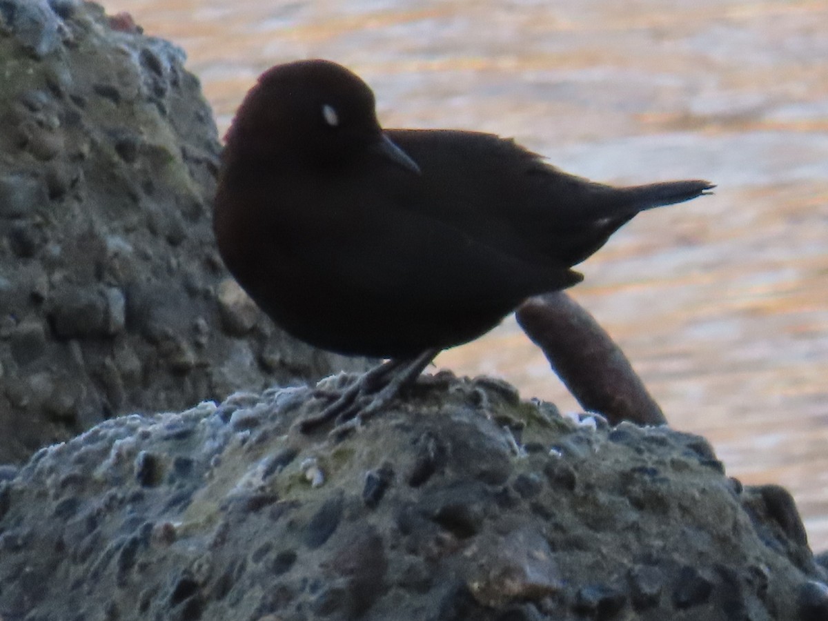 河烏 - ML646666514