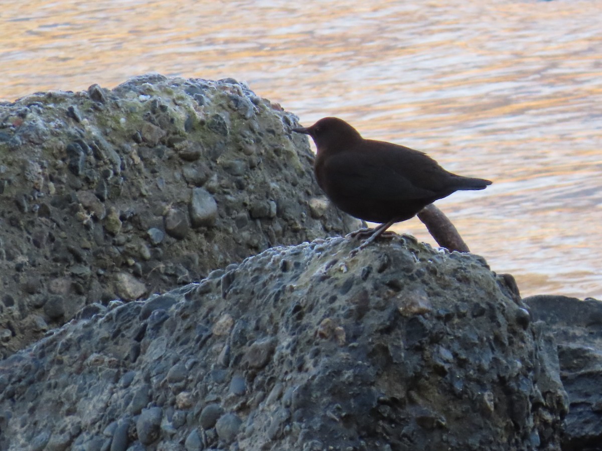 河烏 - ML646666515