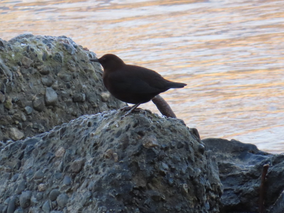 河烏 - ML646666516