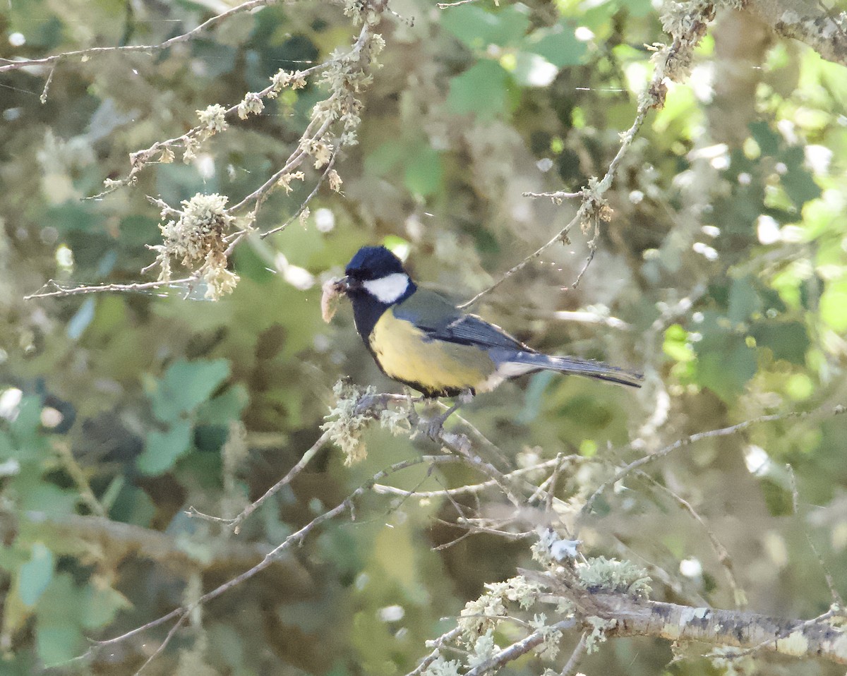 Great Tit - ML646666517