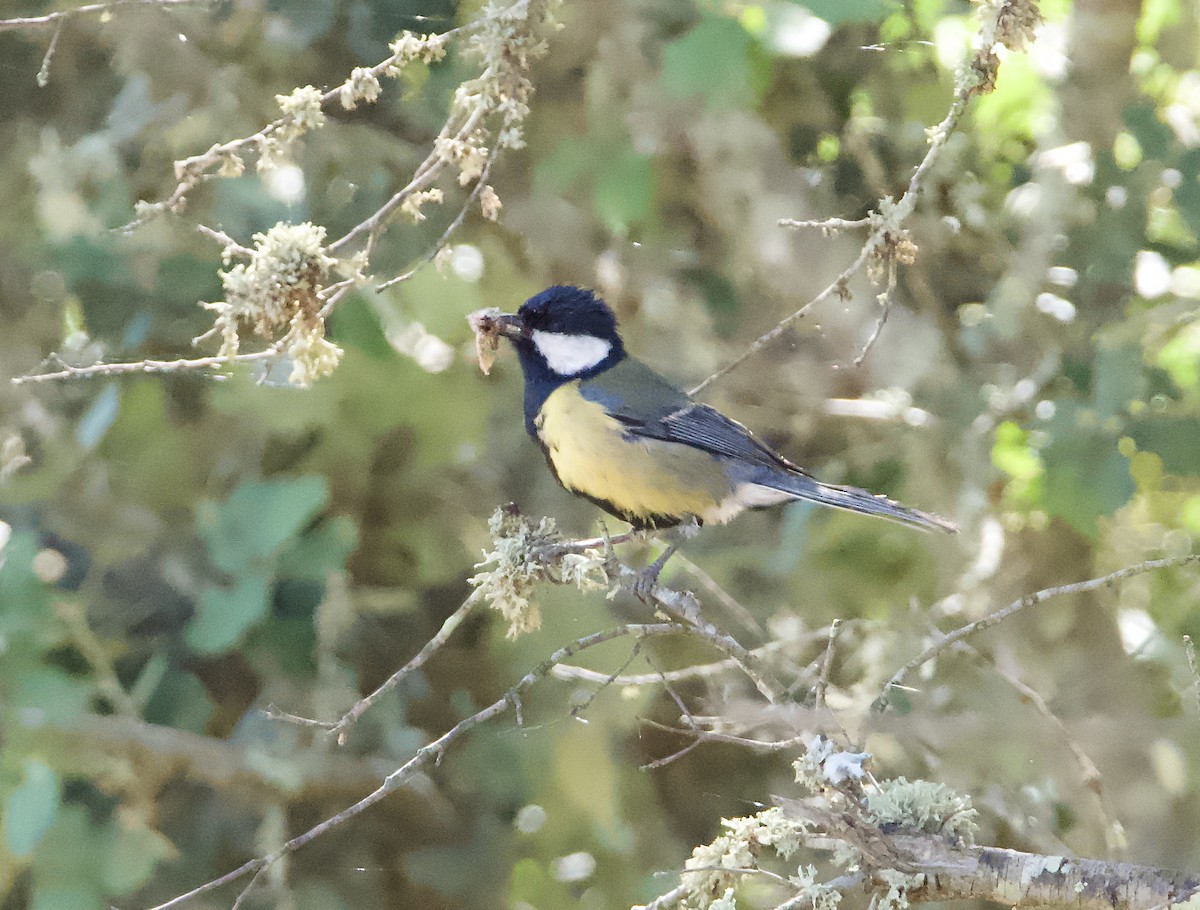 Great Tit - ML646666518