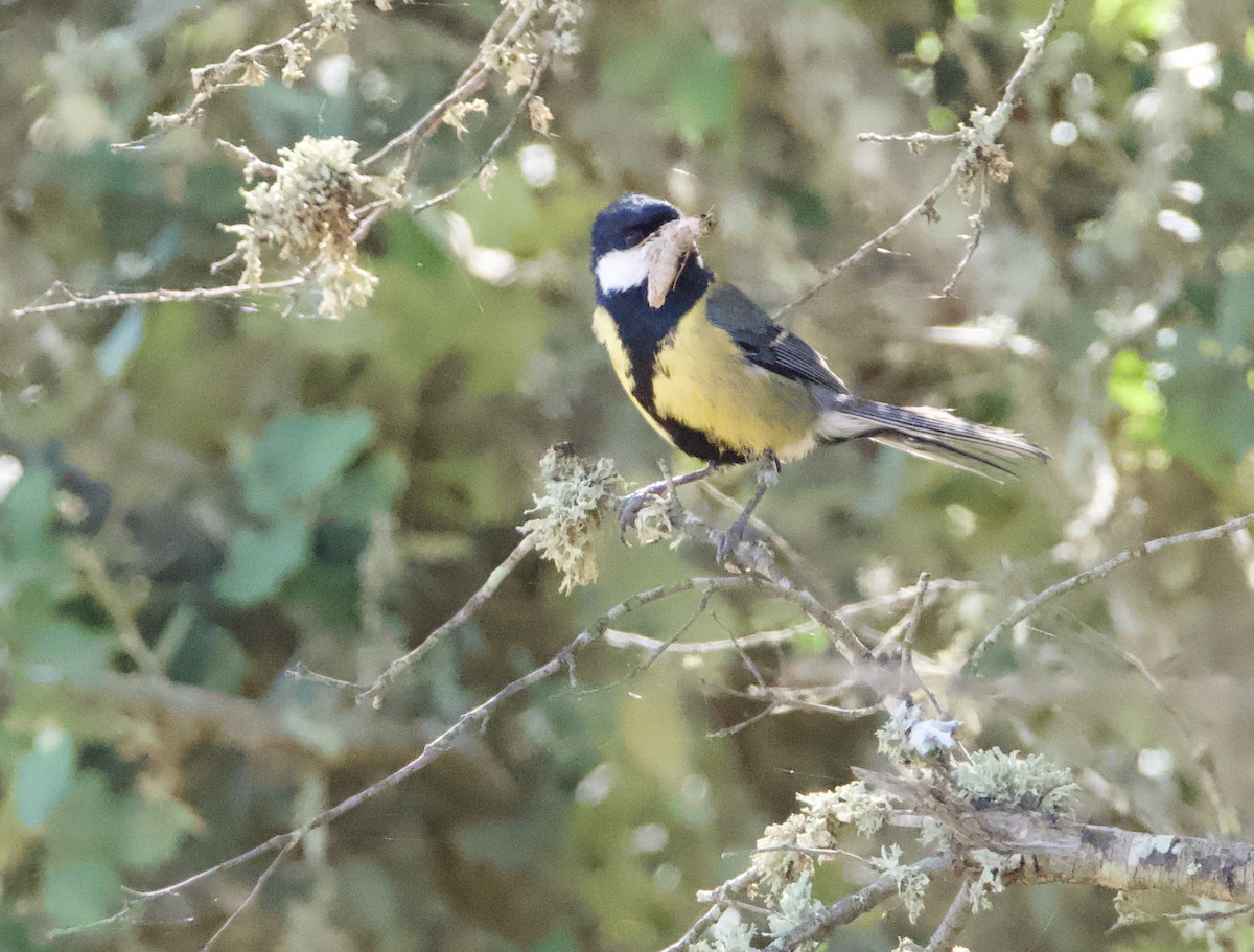 Great Tit - ML646666519