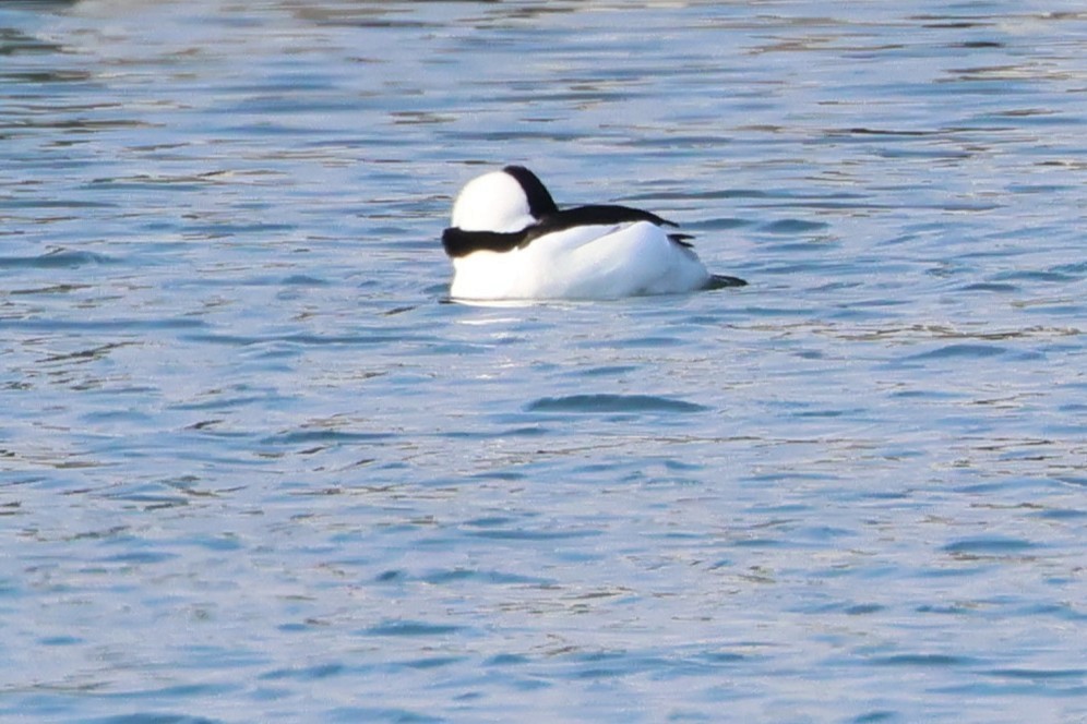 Bufflehead - ML646666520