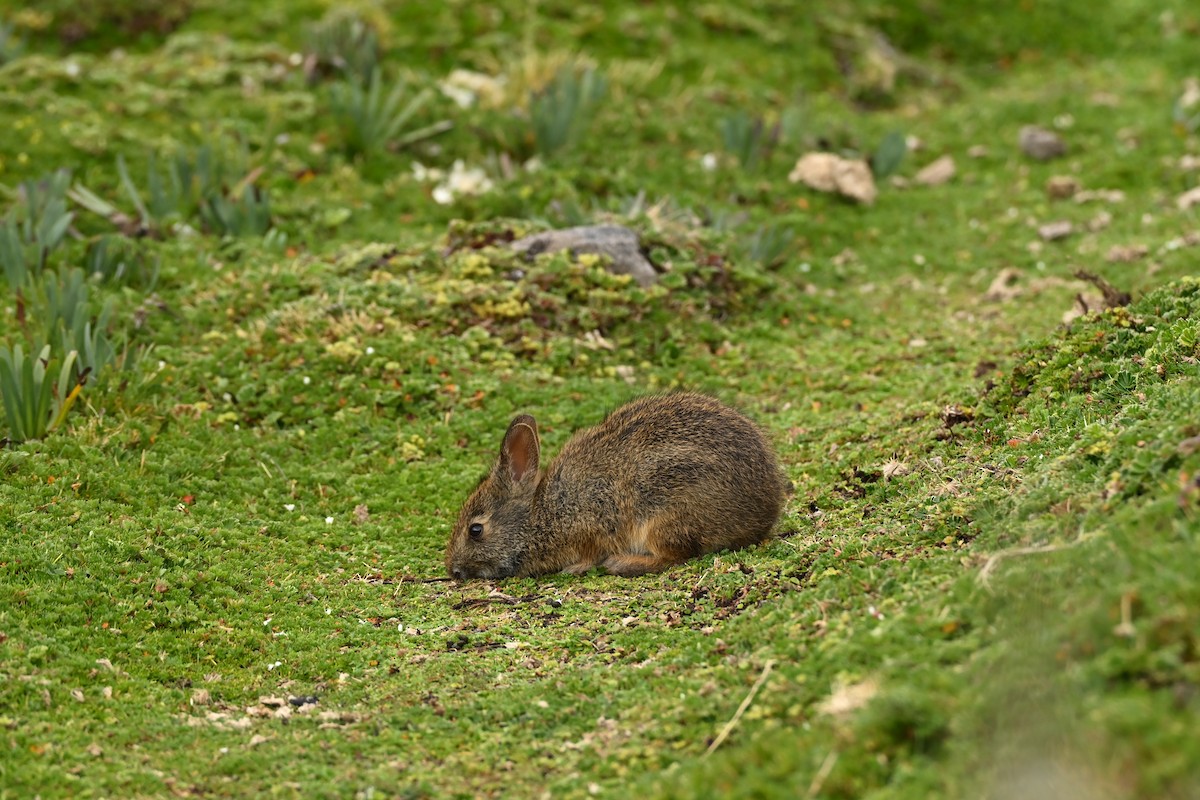 Andean Tapeti - ML646666527