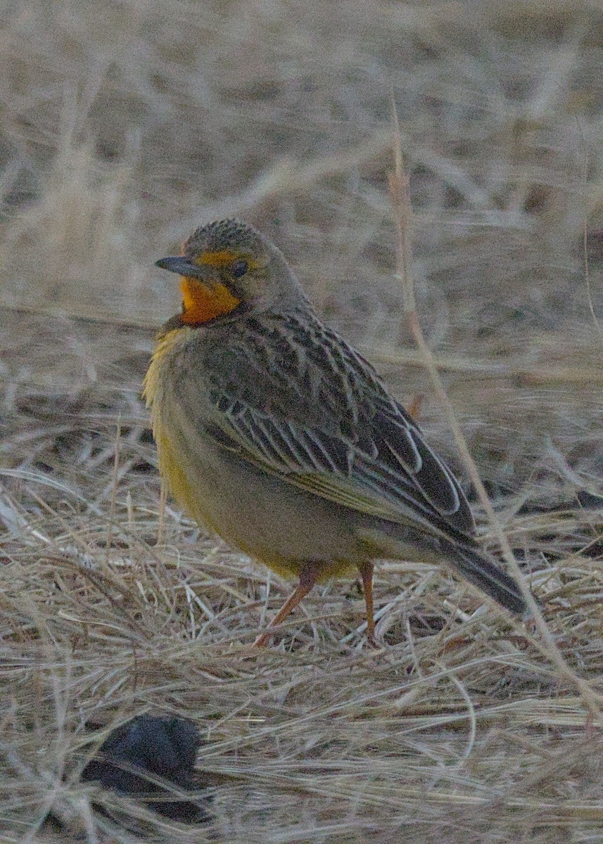 Orange-throated Longclaw - ML646666528