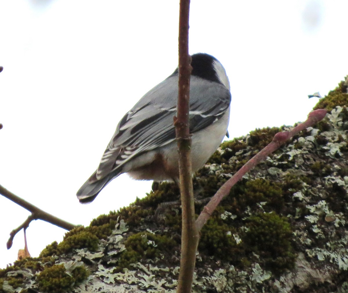 Beyaz Göğüslü Sıvacı - ML646666529