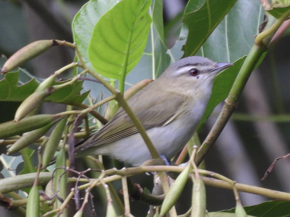 アカメモズモドキ - ML646666530