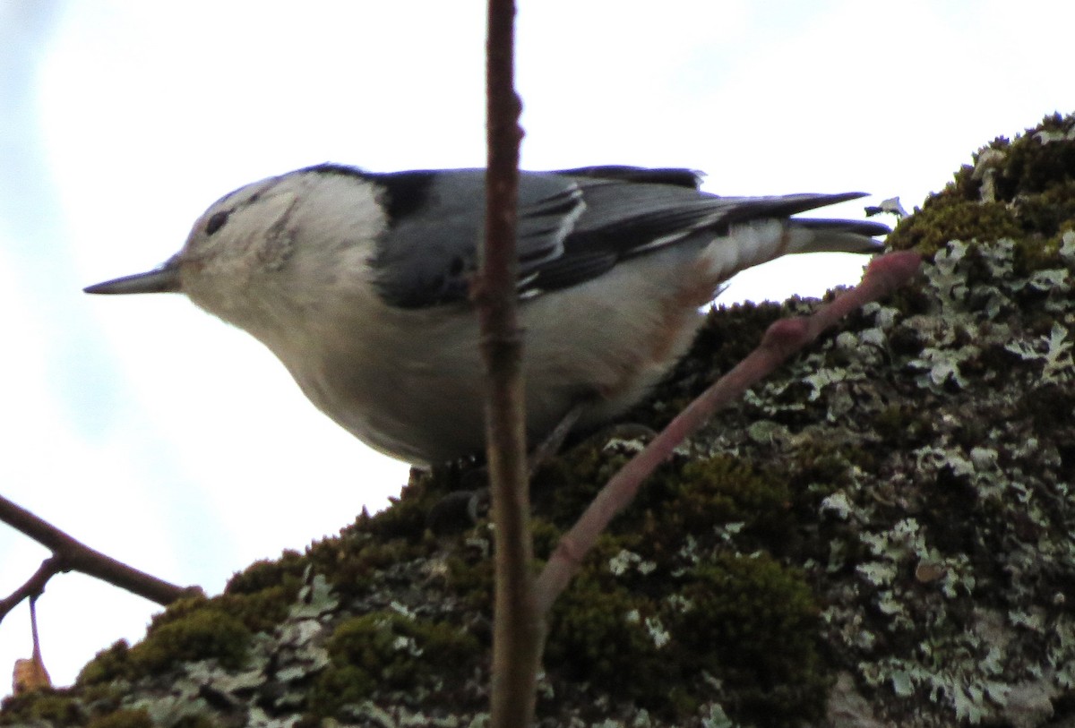 Beyaz Göğüslü Sıvacı - ML646666531