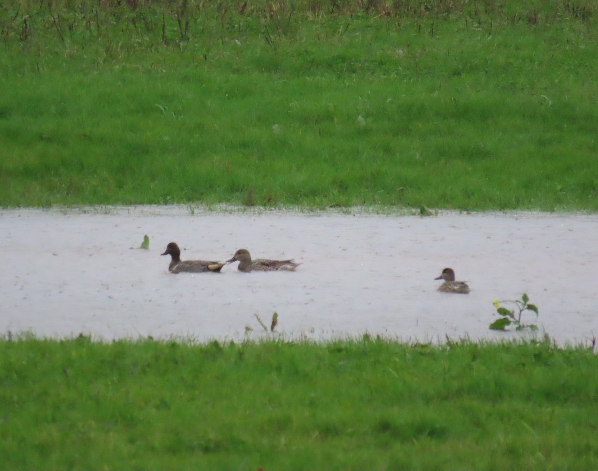 Zertzeta arrunta - ML646666532