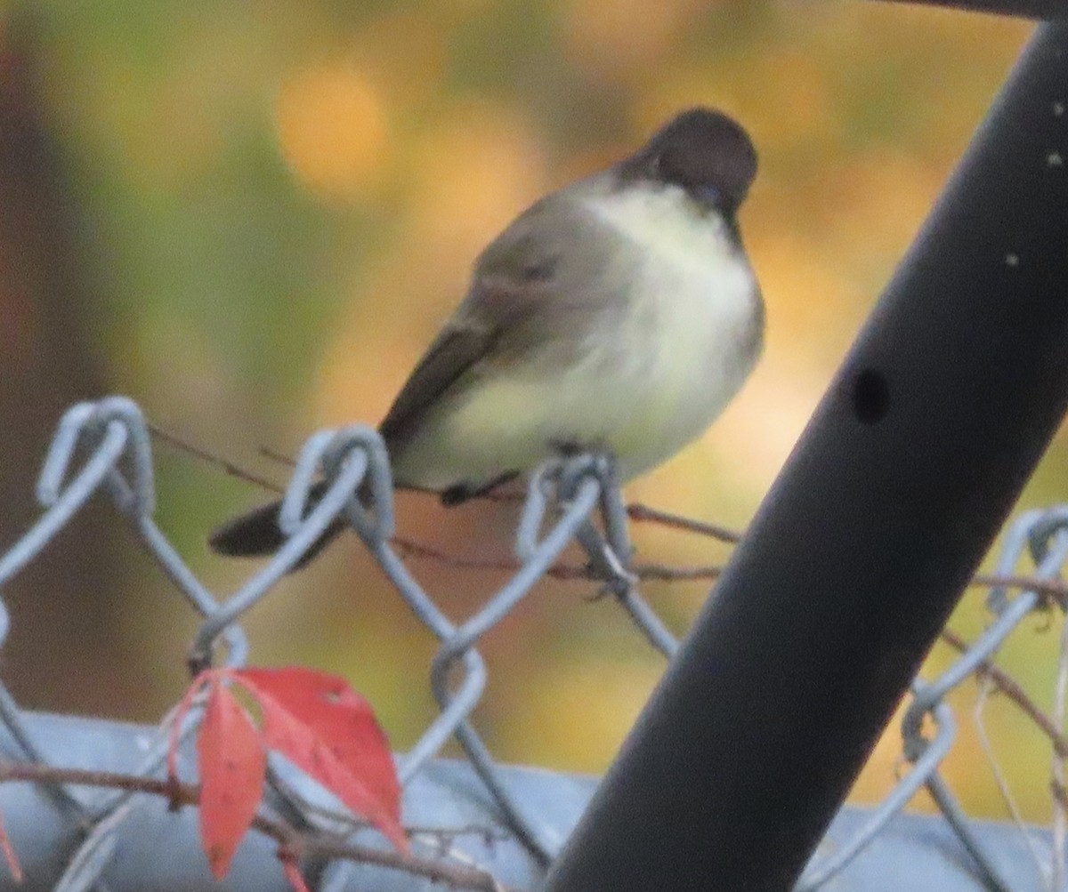 Eastern Phoebe - ML646666533