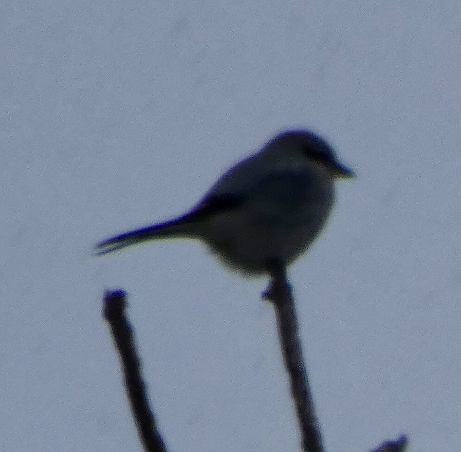 Alcaudón Boreal - ML646666546