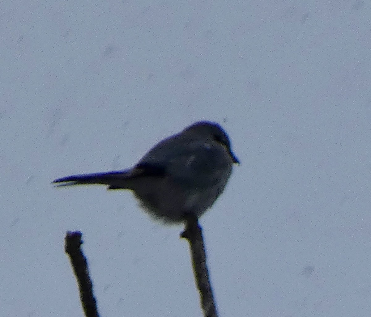 Alcaudón Boreal - ML646666547