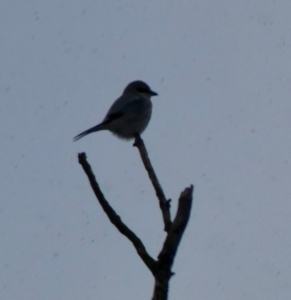 Alcaudón Boreal - ML646666548