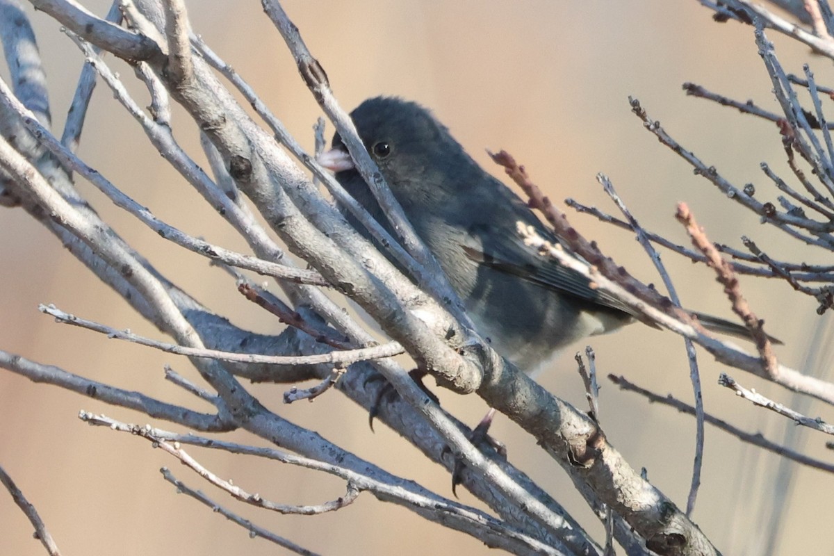 Dark-eyed Junco - ML646666549