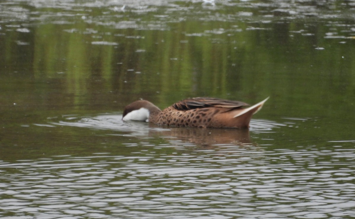 Ánade Gargantillo - ML646666557