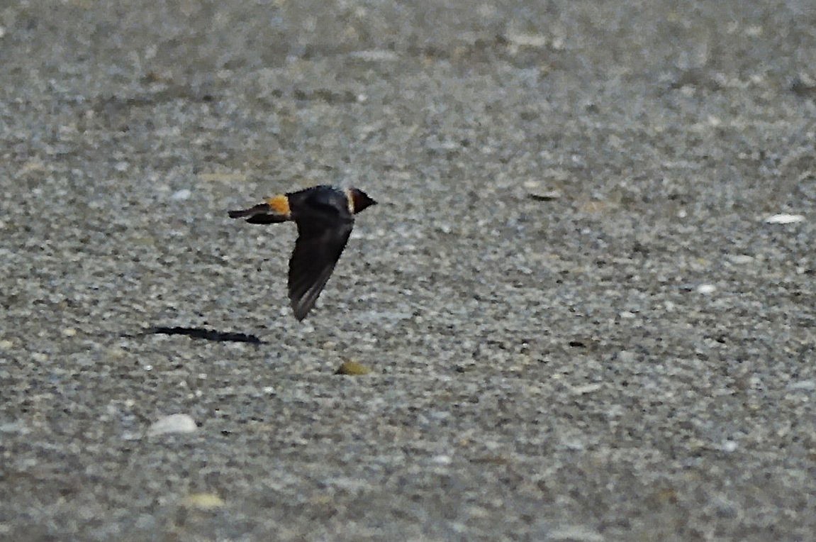 Cliff Swallow (pyrrhonota Group) - ML646666558