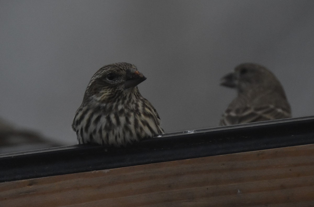 Cassin's Finch - ML646666561