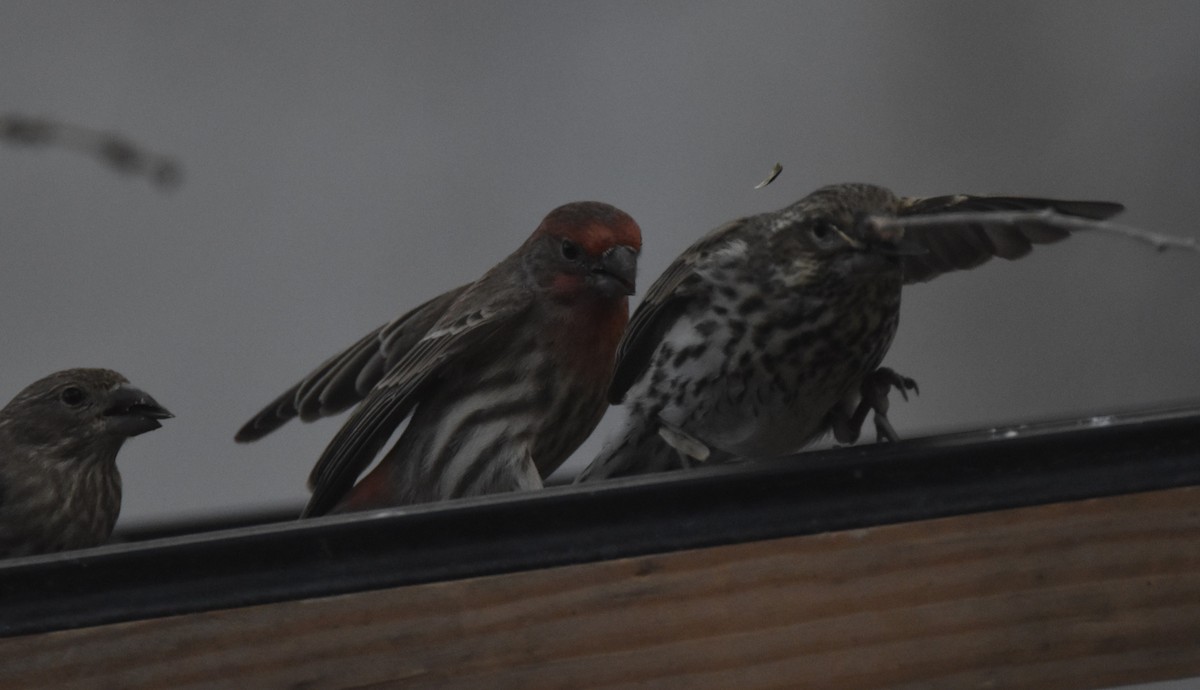 Cassin's Finch - ML646666562