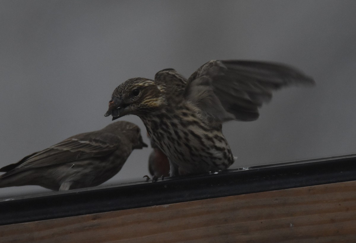 Cassin's Finch - ML646666563