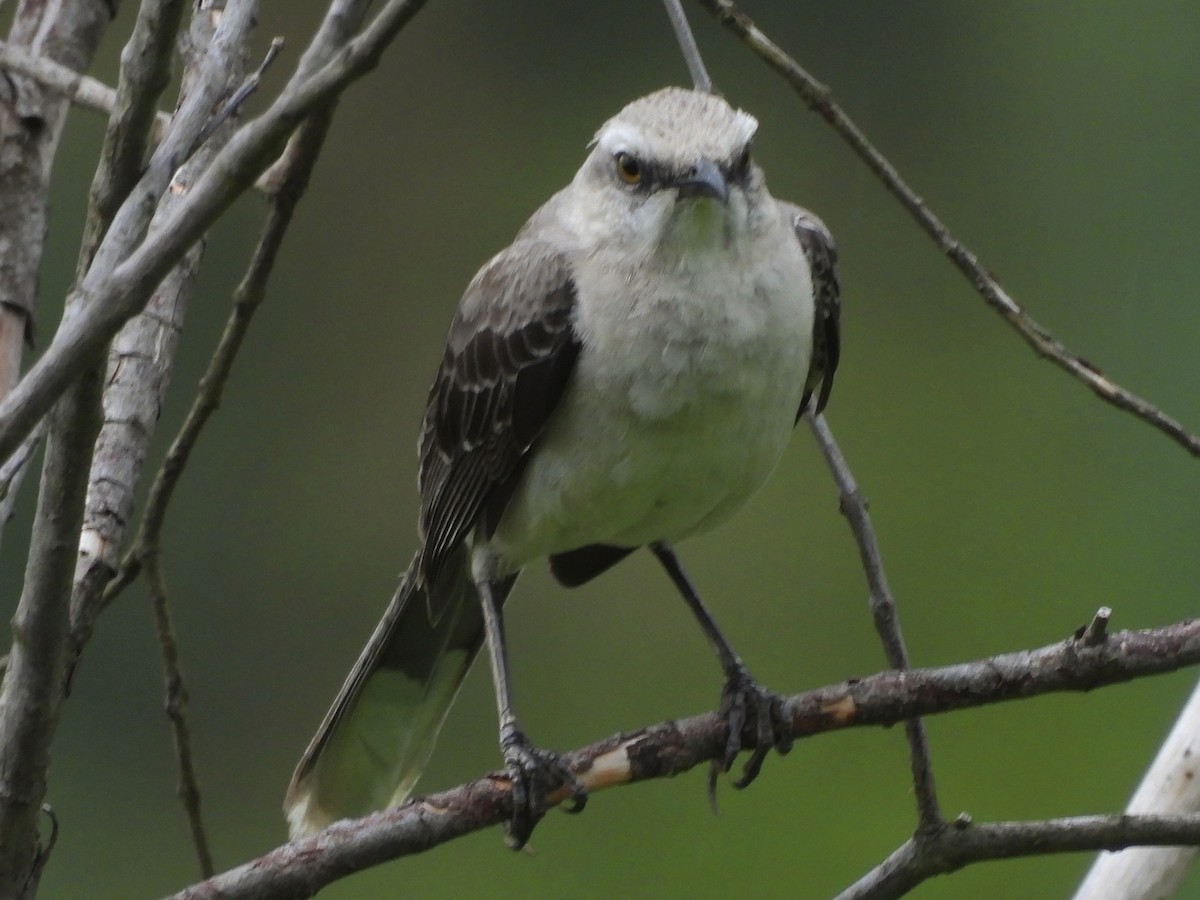 Tropikal Taklitçi - ML646666565