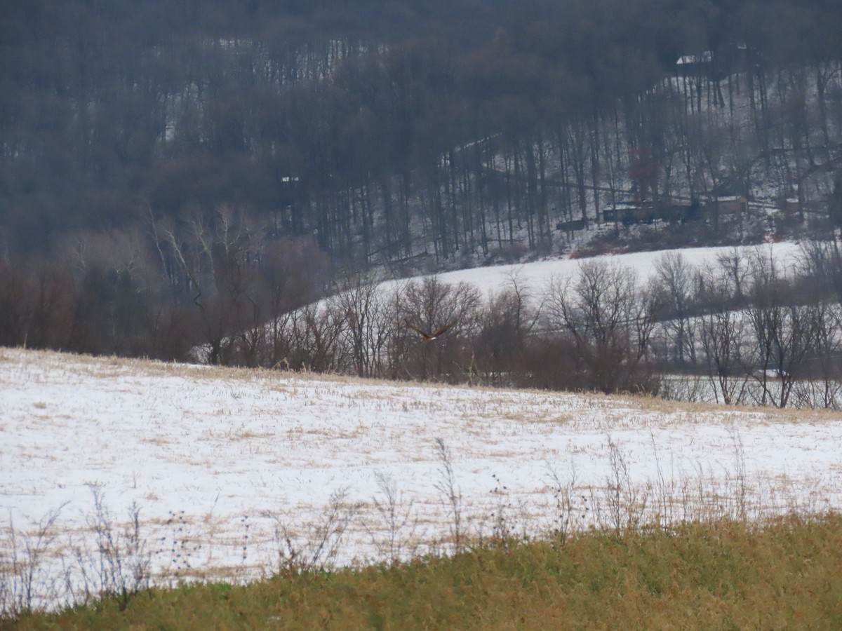 Northern Harrier - ML646666568