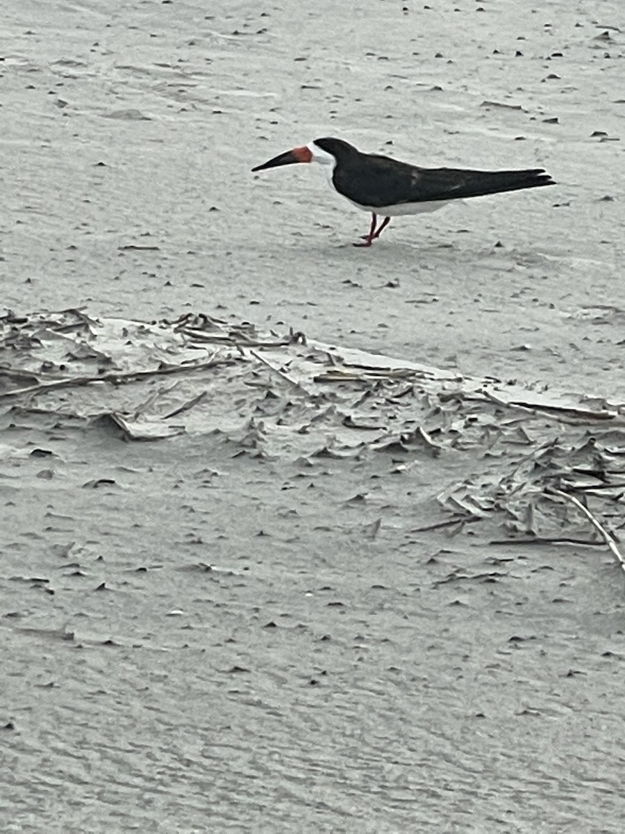 Amerikascherenschnabel - ML646666574