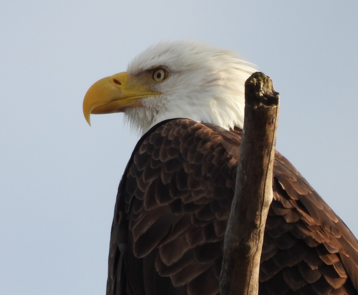 Bald Eagle - ML646666578