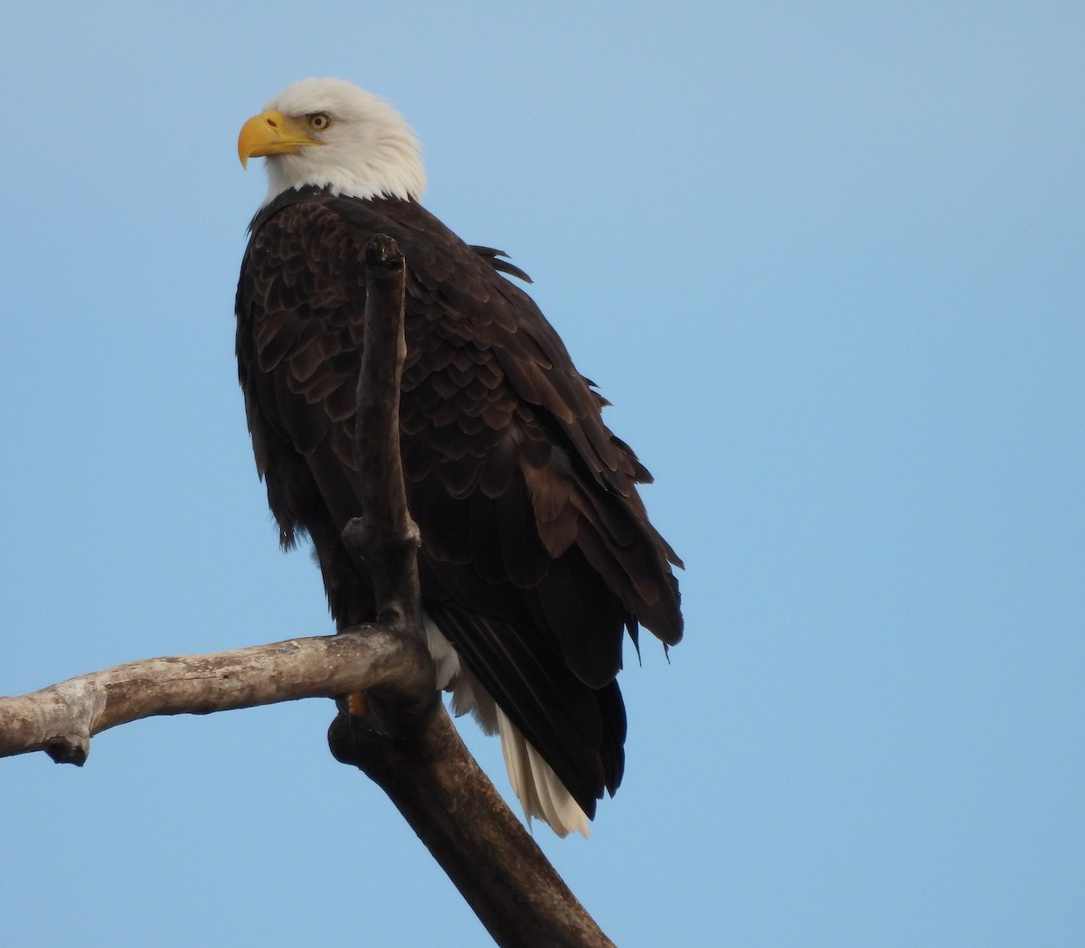 Bald Eagle - ML646666579