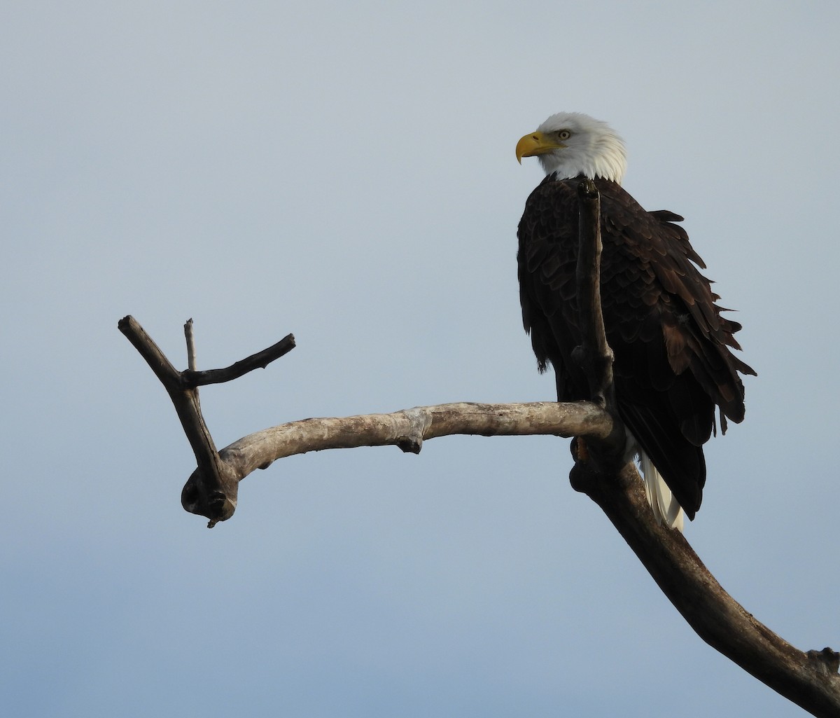 Bald Eagle - ML646666580