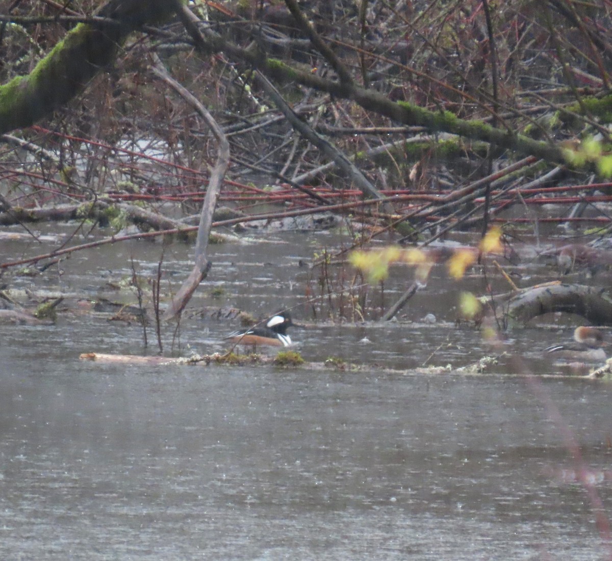 Zerra buruhandia - ML646666583