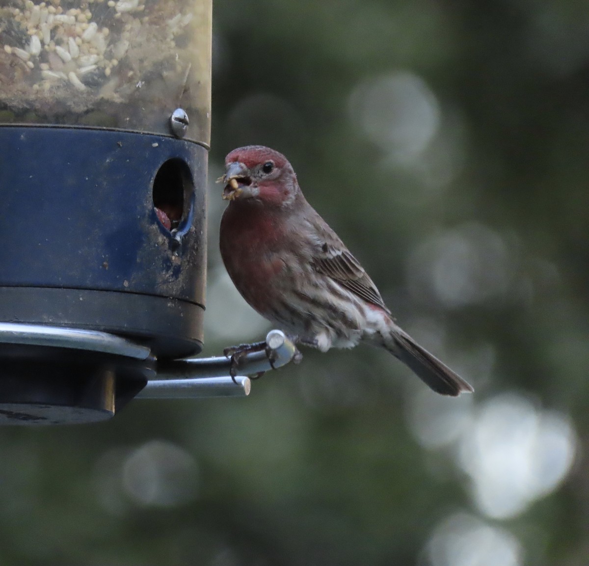 House Finch - ML646666584
