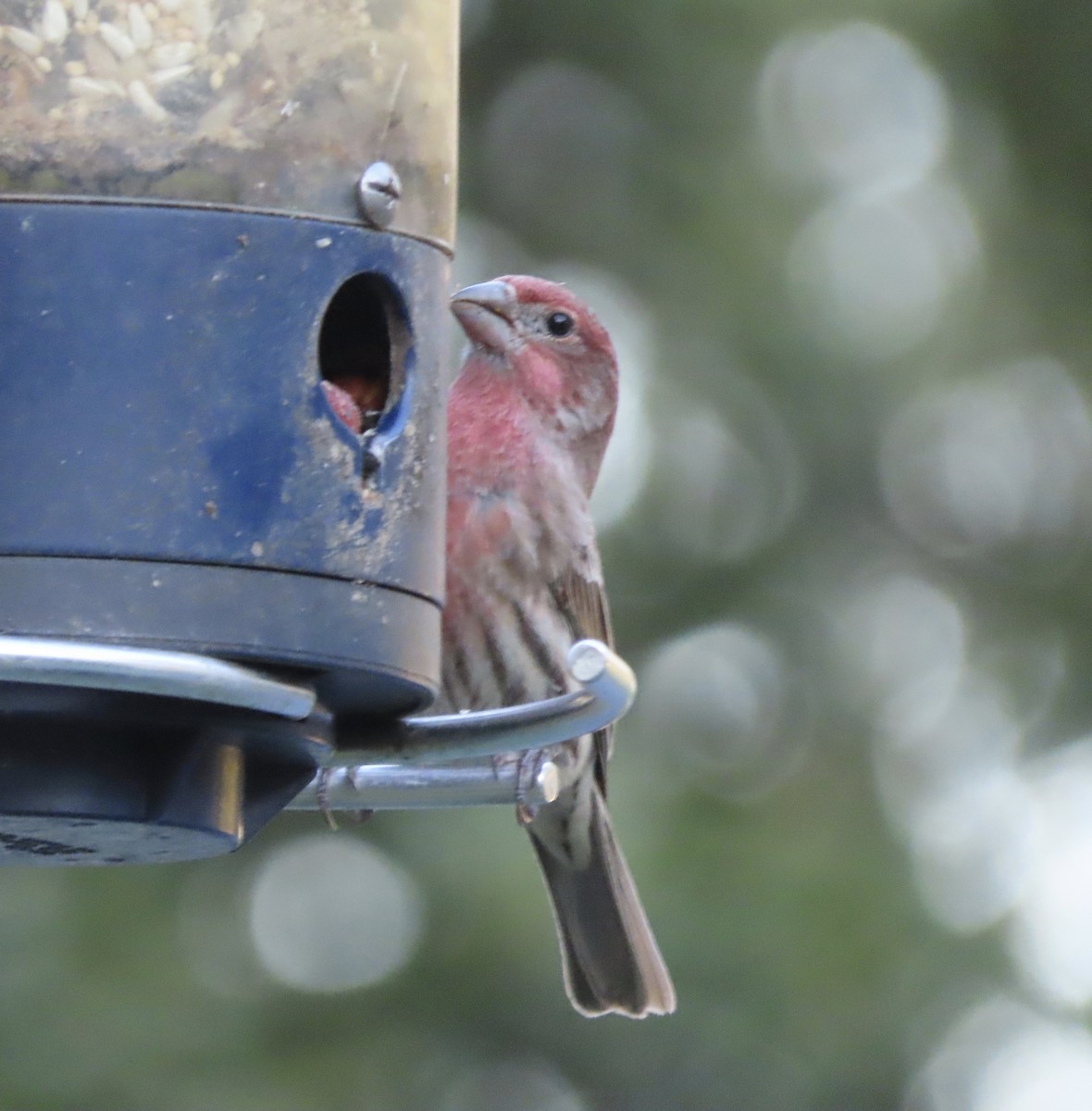 House Finch - ML646666585