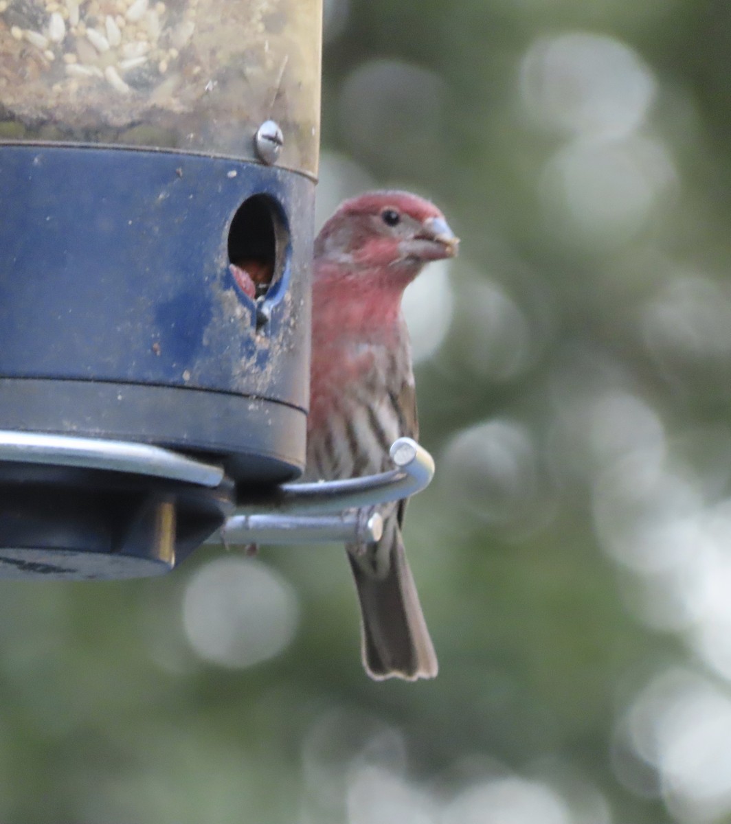 House Finch - ML646666586