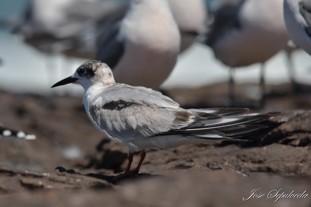 Common Tern - ML646666589