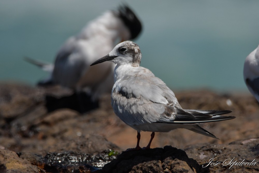 Common Tern - ML646666590