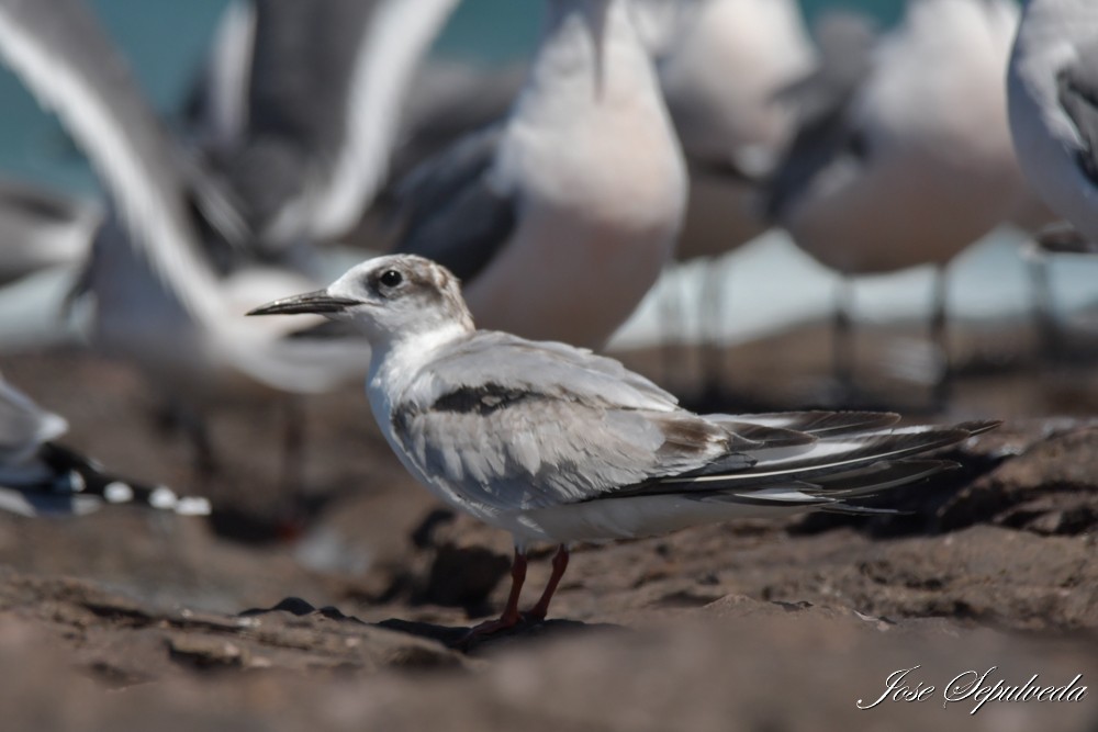 Common Tern - ML646666591