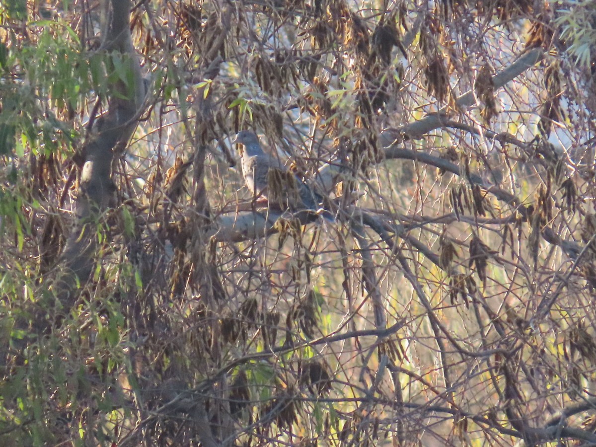 金背鳩 - ML646666592