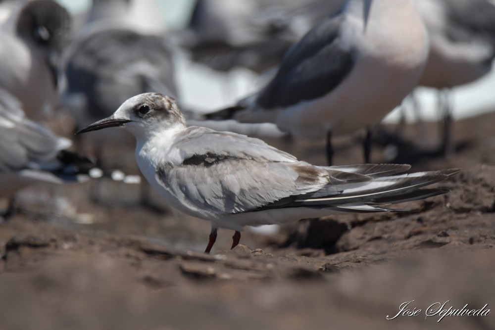 Common Tern - ML646666593