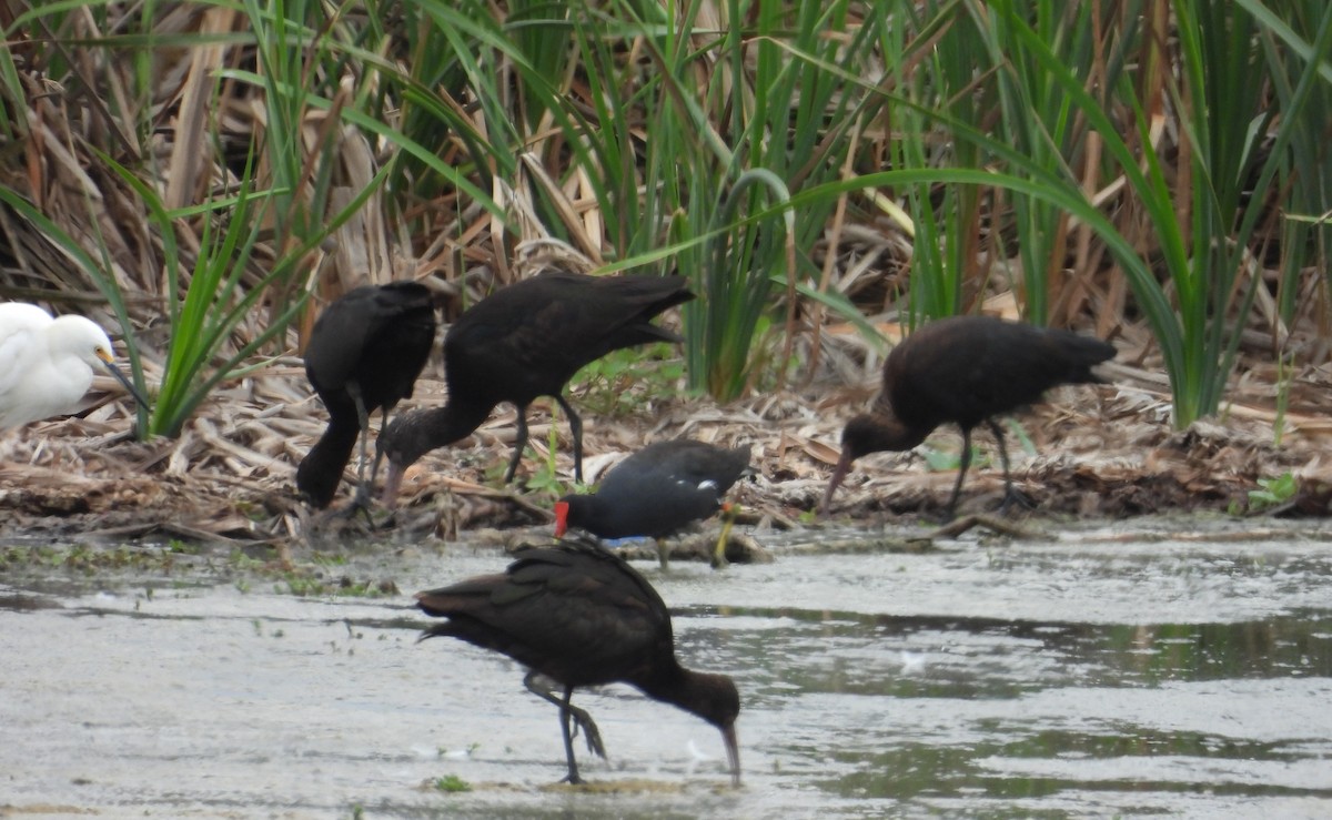 Amerika Sutavuğu - ML646666594