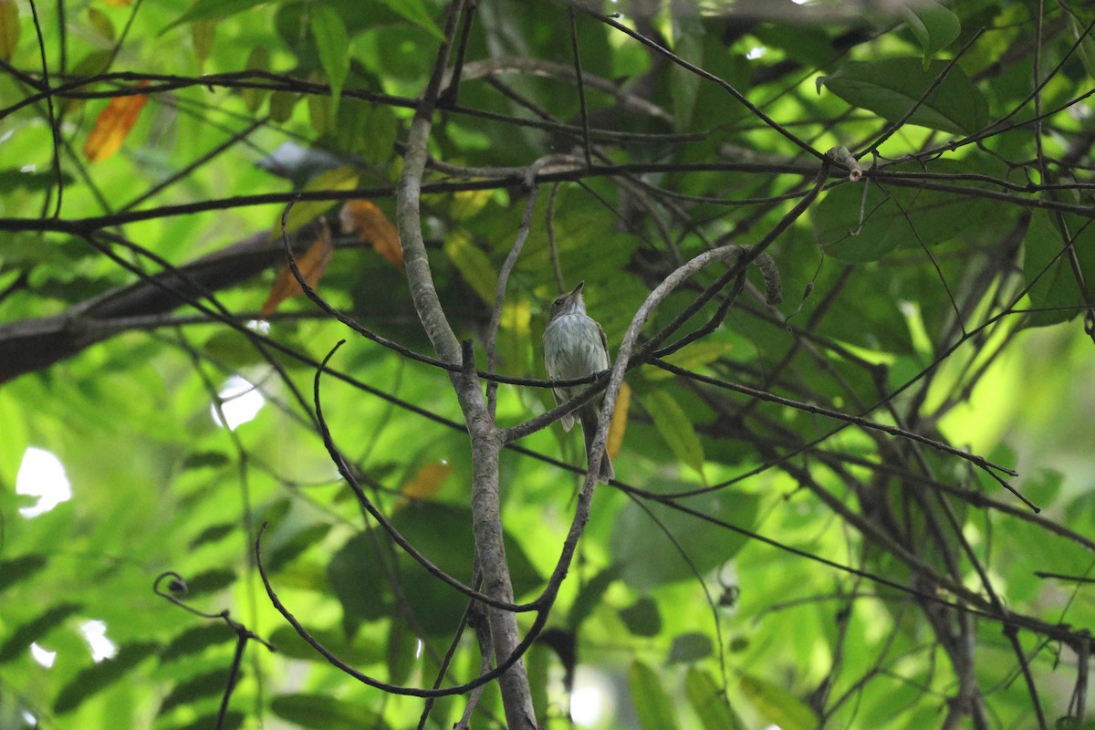 Snethlage's Tody-Tyrant - ML646666595