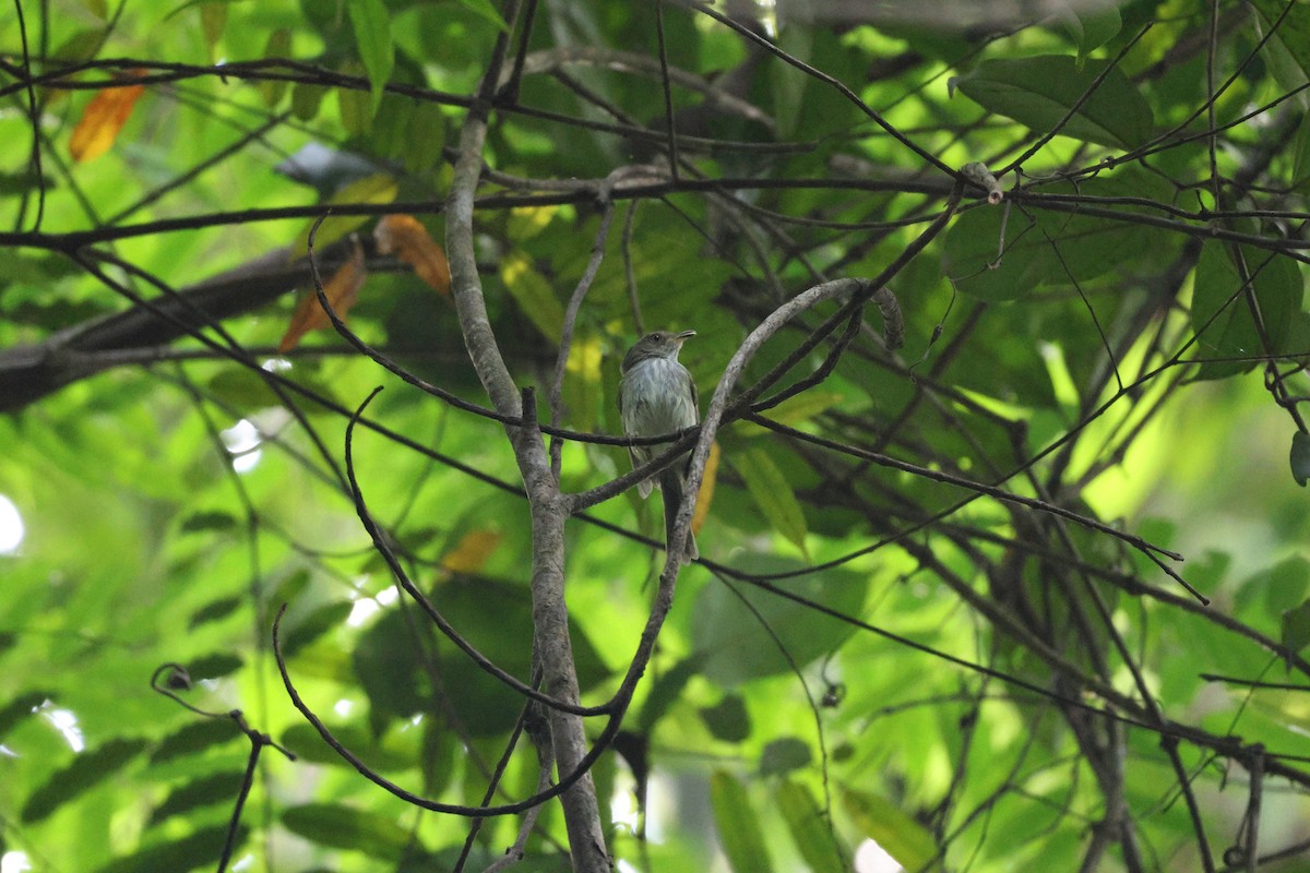 Snethlage's Tody-Tyrant - ML646666596