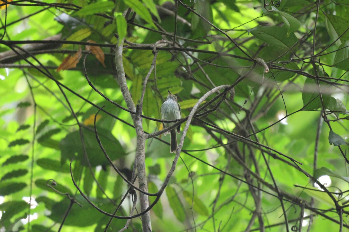 Snethlage's Tody-Tyrant - ML646666597