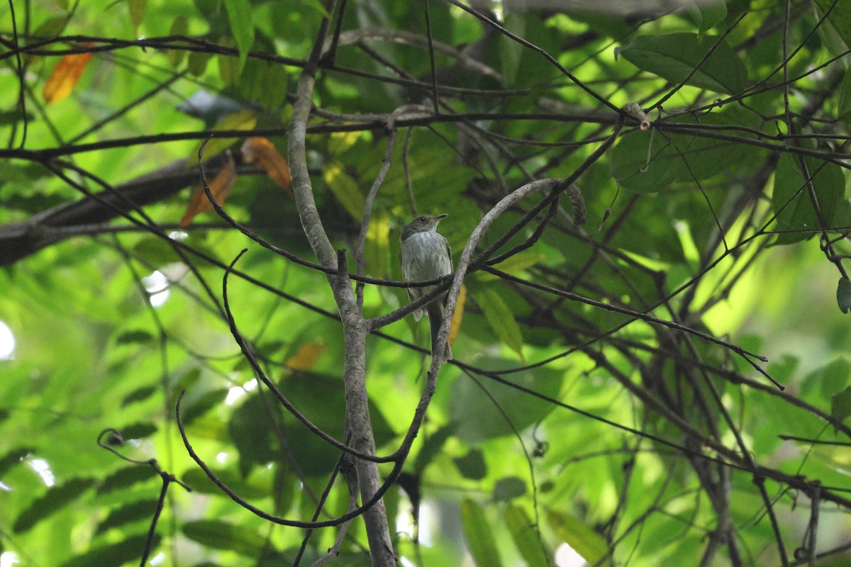 Snethlage's Tody-Tyrant - ML646666598