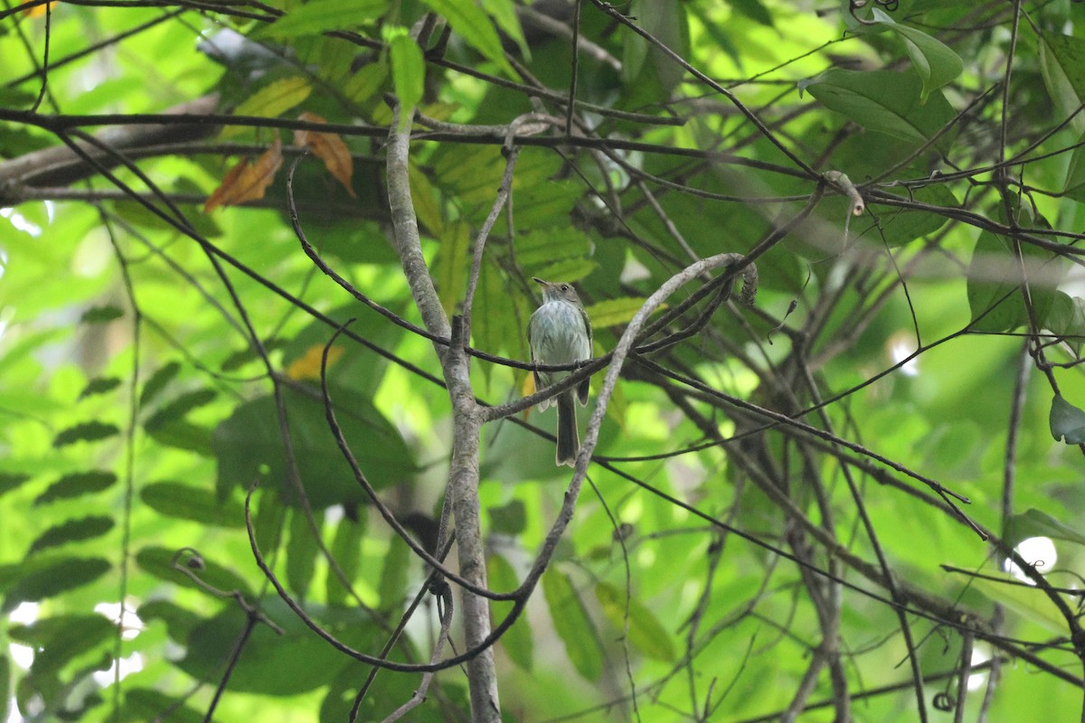 Snethlage's Tody-Tyrant - ML646666599