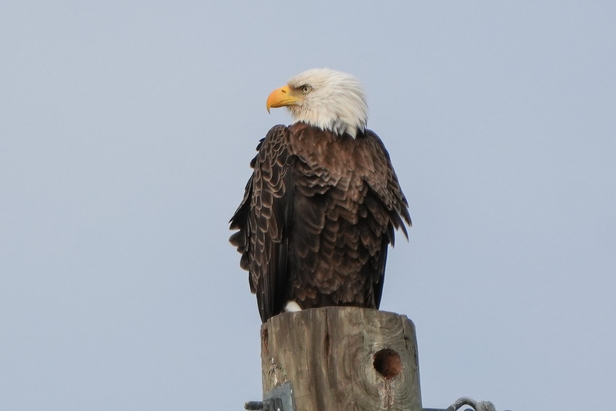 Ak Başlı Kartal - ML646666600