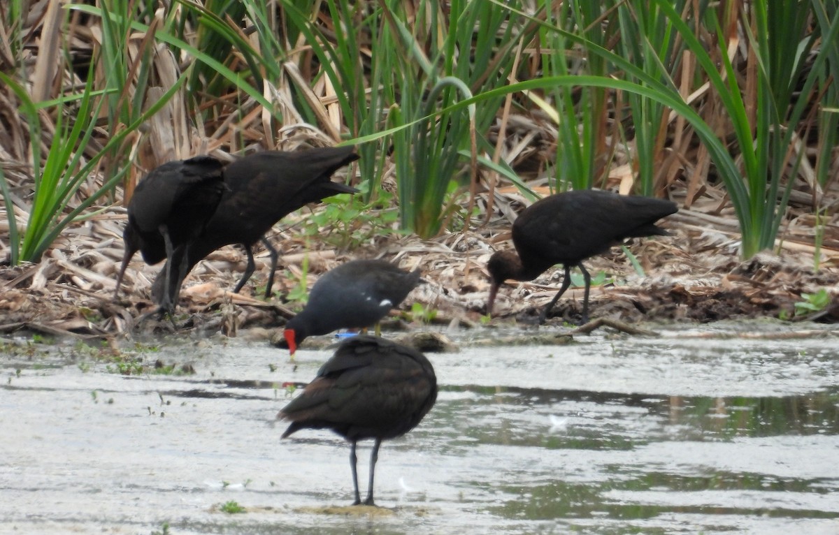 Amerika Sutavuğu - ML646666601