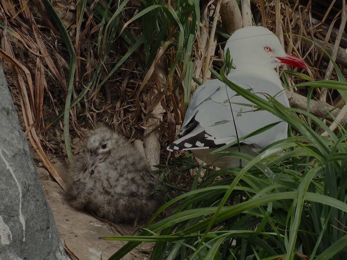 Silver Gull (Red-billed) - ML646666604