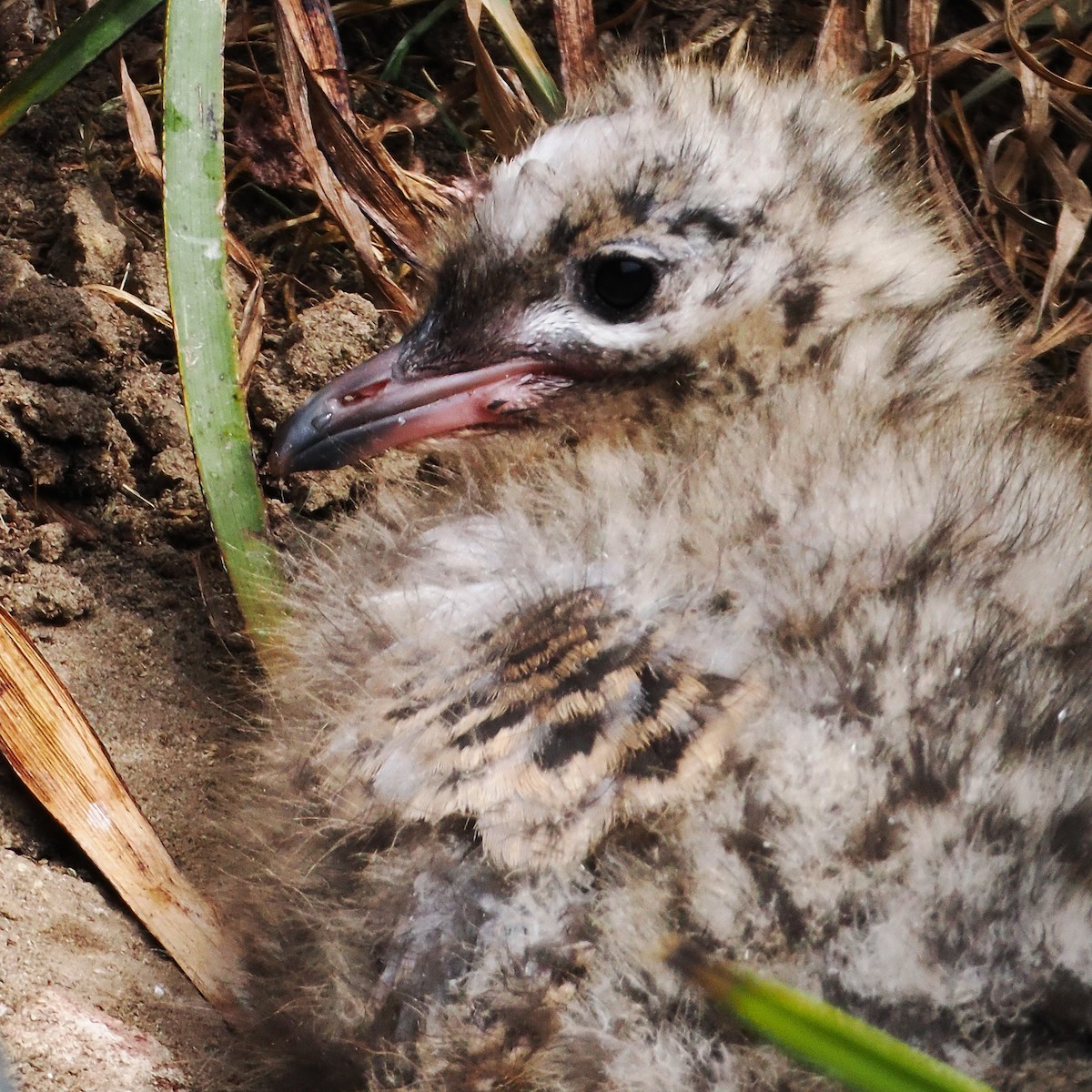 Silver Gull (Red-billed) - ML646666605