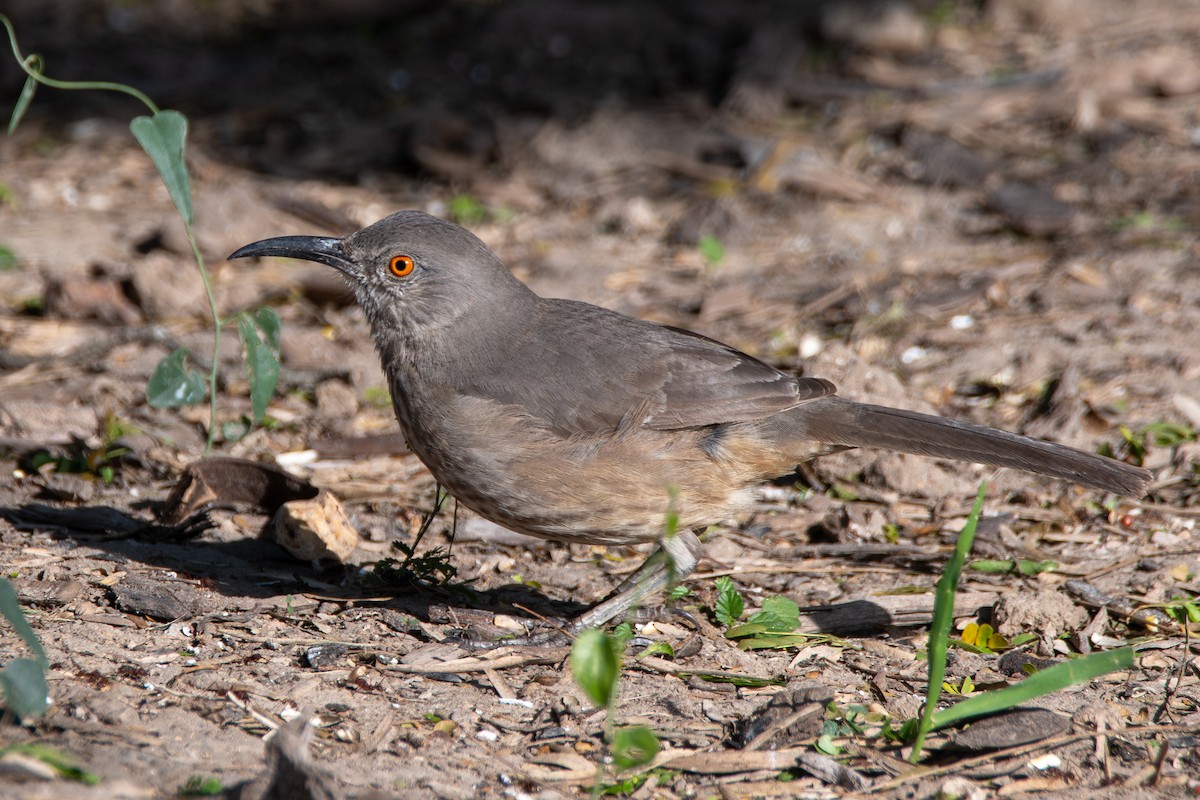 Curve-billed Thrasher - ML646666606
